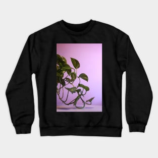 Money Plant Leaves Photography Crewneck Sweatshirt